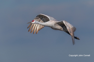 Crane;Flying-Bird;Grus-canadensis;Photography;Sandhill-Crane;action;active;aloft